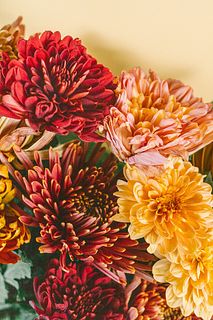 おまかせメープルマム