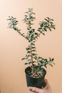 香るヒイラギの木