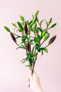 スカシユリ「ブラックストーン」