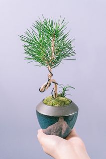 陶器鉢の松盆栽