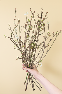 甘く香る「梅の花」