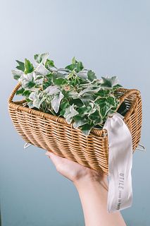 アイビーとバスケットセット（3鉢）