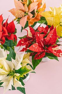 吉岡麗子さんのおまかせポインセチア（1鉢）