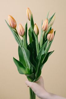 アプリコットオレンジのチューリップ