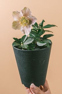 ホワイトカラーのクリスマスローズ