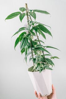 ツリー仕立てのクレマチス「アンシュエンシス」