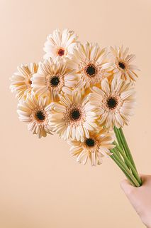 ガーベラ「エルフィ」