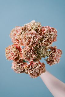 カーネーション「プリメロマンゴ」