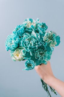 メロウブルーのカーネーション