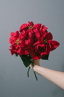 ポインセチア「ロッコスターレッド」