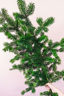 大きなモミの木