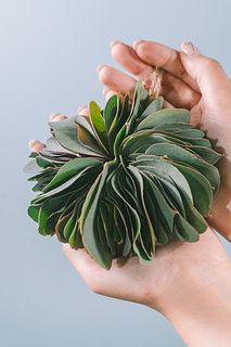 ユーカリ「ポポラス」のミルフィーユリースキット