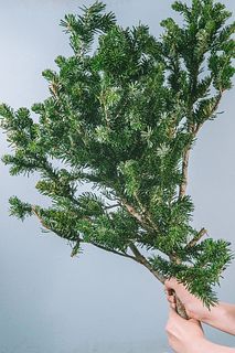 冬を飾るモミの木