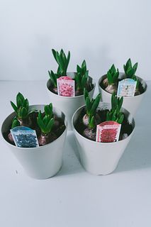 おまかせヒヤシンス（土栽培）