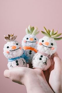 多肉植物「スノービーちゃん」（1個）