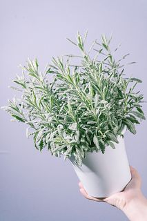 天然ハーブラベンダー「アラルディー」