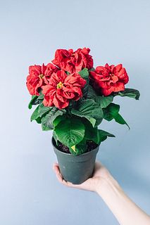 ポインセチア「ウィンターローズ」