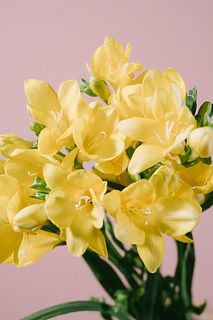 ほんのり香る黄色のフリージア