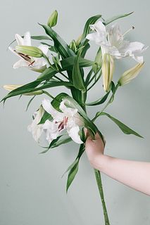 高級ユリ「カサブランカ」（ロングサイズ）