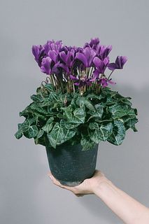 シクラメン「アロマブルー」