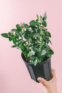 香る希少ローズ「乙女心」