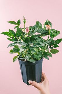 希少ローズ「フジサンフォーエバー」