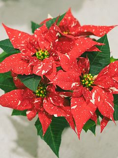 ポインセチア「ジングルベル」