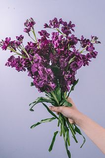 大人パープルカラーのストック