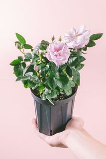 香る希少ローズ「乙女心」