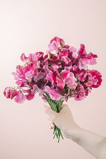 たっぷり！ショートサイズスイートピー「紅式部」