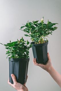 希少ローズ「フジサンフォーエバーと乙女心」