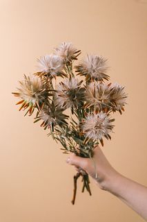 ふわふわプルモサス