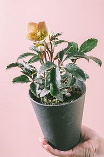 アンティークカラーのクリスマスローズ