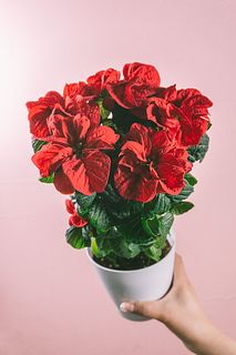 ポインセチア「ウィンターローズ」