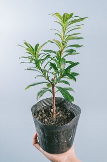 三大香木「春の沈丁花」