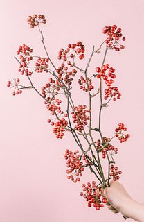 赤い実のサンキライ