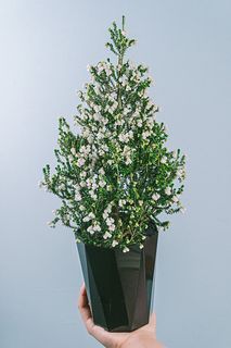 雪が積もったクリスマスツリー