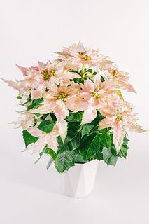 プリンセチア 「ロゼマーブル」