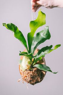 ヤシの実で育てる「ビカクシダ」