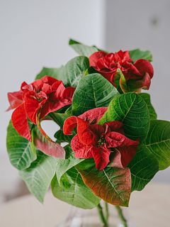 ポインセチア「ロッコスターレッド」