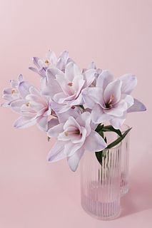 【産直】今井ゆり園のラベンダーリリー