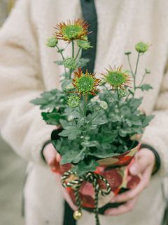 福咲くマム「チスパ」（迎春巾着仕立て）