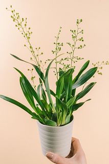 オンシジウム「ケイロホルム」