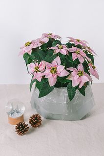 鉢カバー「JIU BAG」（グレー）