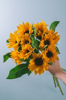 冬に咲くひまわり（10本）