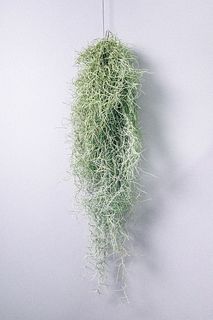 スパニッシュモス