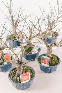 蕾付き！梅の花（1鉢）