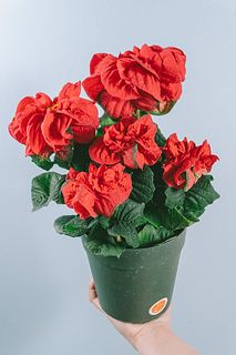 ポインセチア「ウィンターローズ」