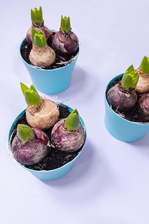 3色ヒヤシンス（土栽培）