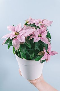 フェアリーピンクなプリンセチア